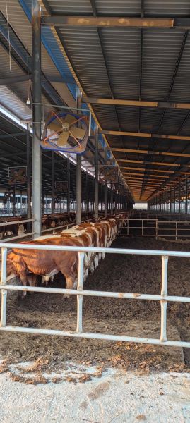 牧业行业前景如何_2024年养牛还能赚钱吗