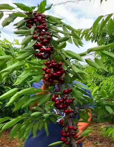 大樱桃种植前景怎么样_大樱桃一亩能赚多少钱