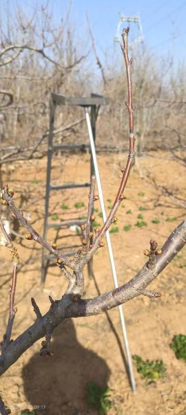 大樱桃种植前景怎么样_大樱桃一亩能赚多少钱