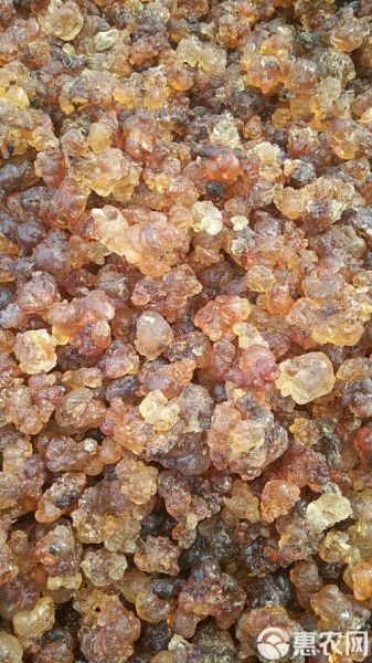 桃胶市场前景怎么样_桃胶多少钱一斤