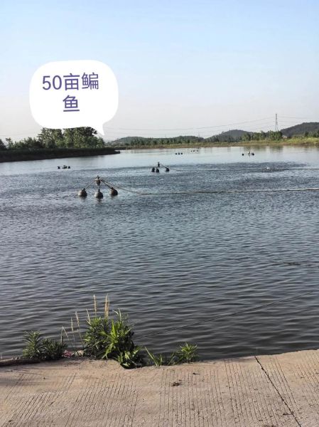 2017水产养殖前景如何_水产行业赚钱吗