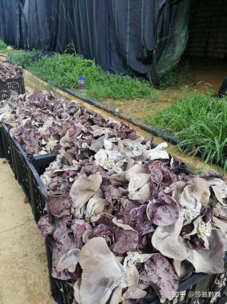 木耳种植前景怎么样_2024年木耳市场利润分析