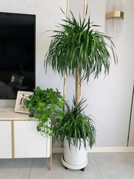 盆栽创业赚钱吗_新手适合养什么盆栽