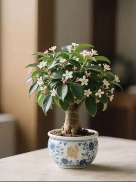 盆栽创业赚钱吗_新手适合养什么盆栽