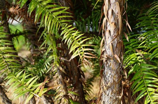 杉木前景怎么样_杉木种植赚钱吗