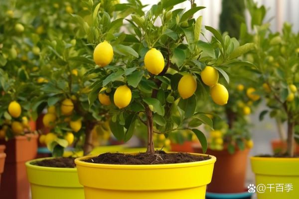 柠檬种植前景怎么样_柠檬种植赚钱吗