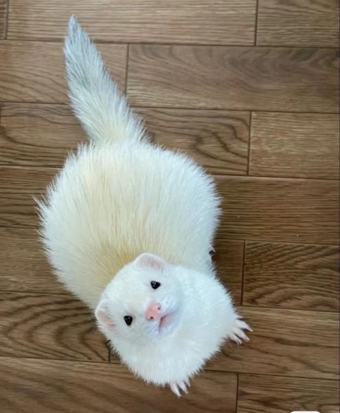 水貂养殖前景怎么样_2024年还能赚钱吗