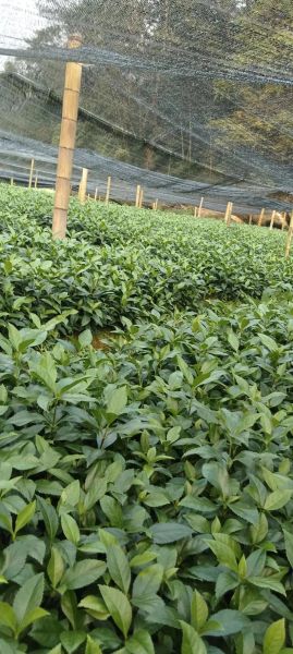 草珊瑚种植前景如何_草珊瑚市场价值高吗