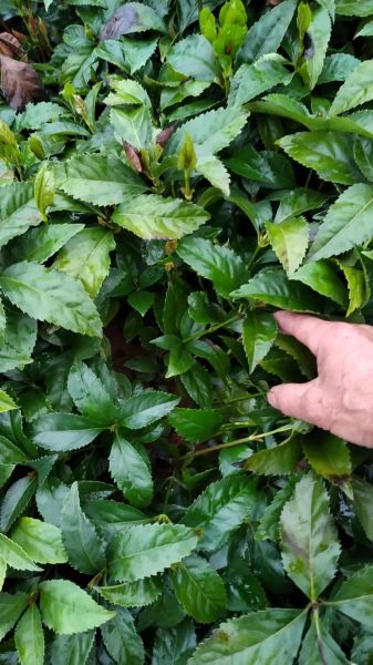 草珊瑚种植前景如何_草珊瑚市场价值高吗