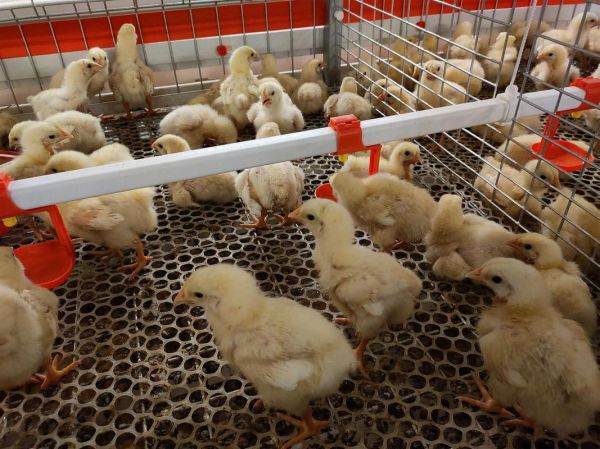 2014养殖业前景怎么样_2014养殖业什么最赚钱