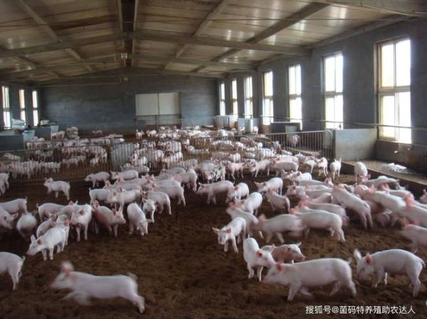 2014养殖业前景怎么样_2014养殖业什么最赚钱