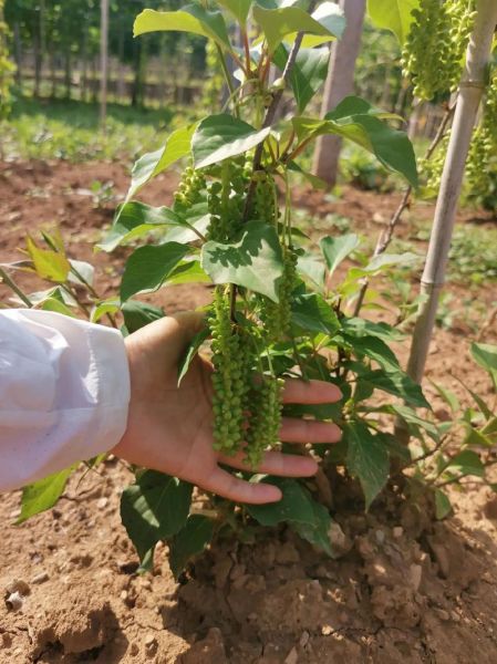 五味子种植前景如何_五味子价格走势预测