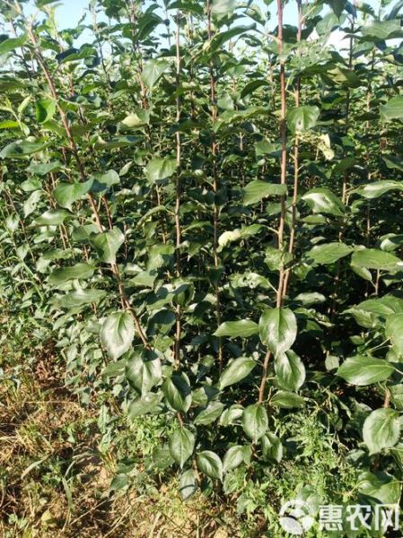 龙丰苹果发展前景如何_龙丰苹果种植前景怎么样