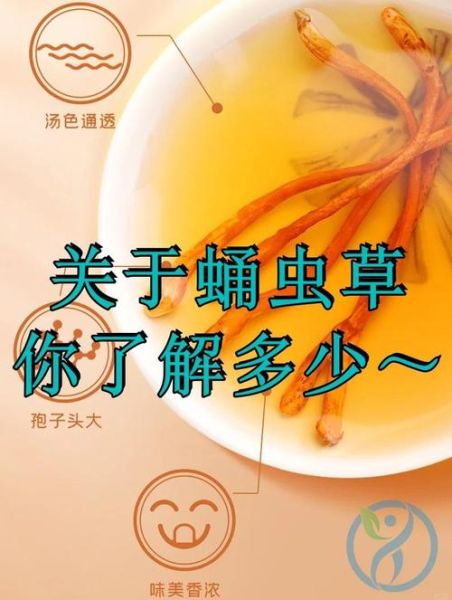 蛹虫草和冬虫夏草的区别_蛹虫草的功效与作用