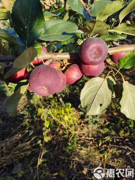 龙丰苹果发展前景如何_龙丰苹果种植前景怎么样