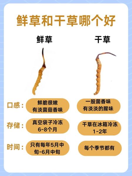 蛹虫草和冬虫夏草的区别_蛹虫草的功效与作用