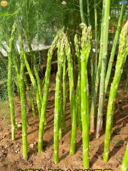 芦笋种植赚钱吗_芦笋市场前景如何