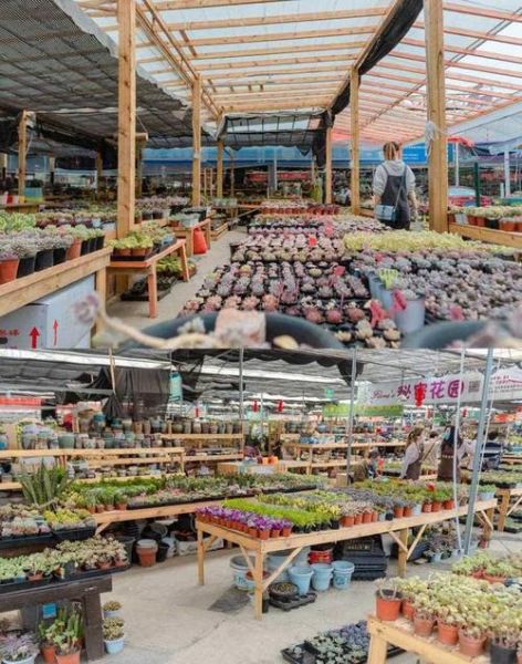 花木市场前景如何_花木行业赚钱吗