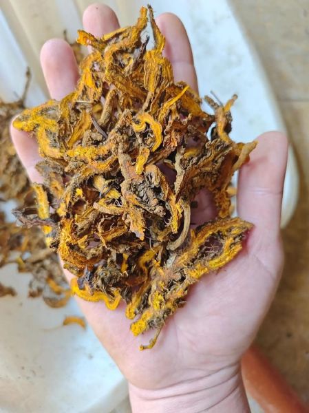 黄连种植前景如何_2024年价格走势