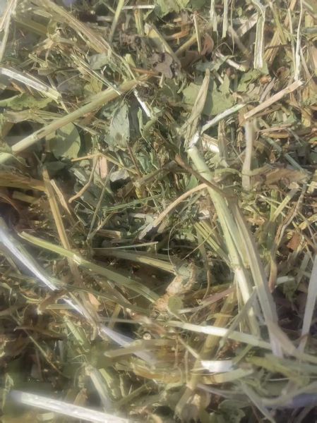 苜蓿种植前景怎么样_苜蓿草价格走势