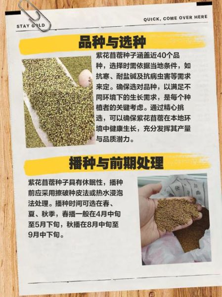 苜蓿种植前景怎么样_苜蓿草价格走势