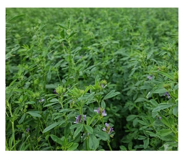 苜蓿种植前景怎么样_苜蓿草价格走势