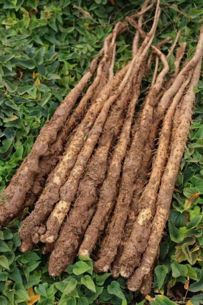 山药市场前景怎么样_2024年种山药赚钱吗