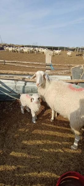 养羊赚钱吗_羊养殖前景怎么样