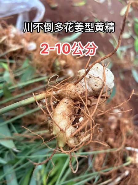 中药材种植赚钱吗_适合新手的中药材品种