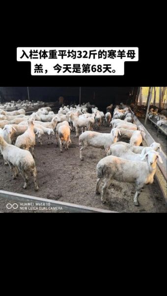 2016年养羊赚钱吗_养殖羊前景如何