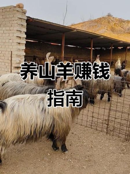 2016年养羊赚钱吗_养殖羊前景如何
