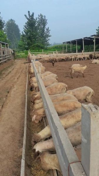 2016年养羊赚钱吗_养殖羊前景如何