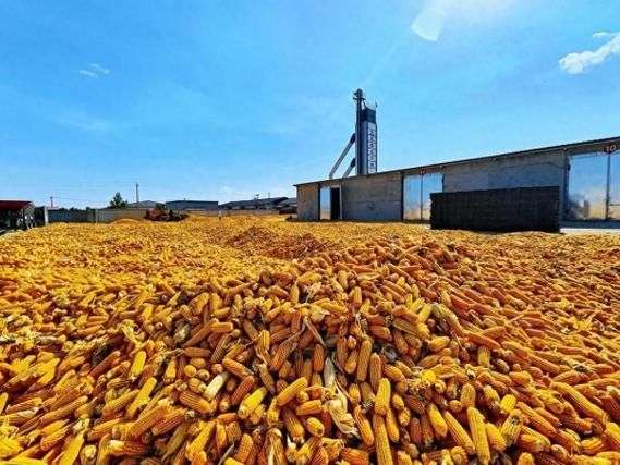 玉米种植前景如何_2024年玉米种植赚钱吗