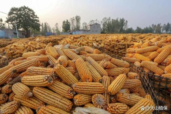 玉米种植前景如何_2024年玉米种植赚钱吗