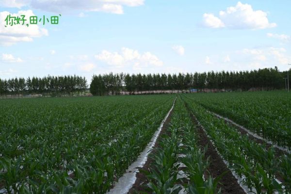 玉米种植前景如何_2024年玉米种植赚钱吗