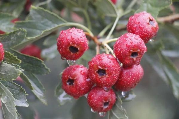 山楂种植前景如何_山楂深加工赚钱吗