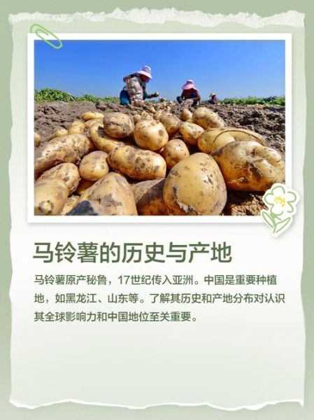 马铃薯市场前景如何_马铃薯种植利润高吗