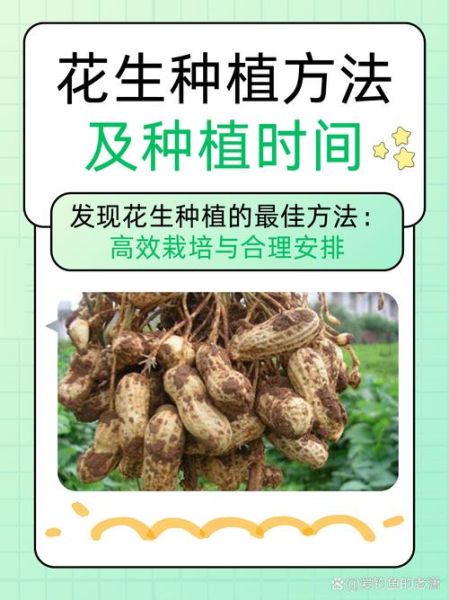 花生种植前景怎么样_花生种植赚钱吗