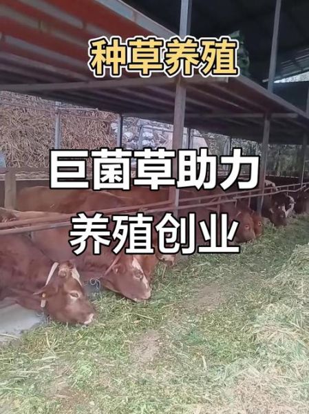 2024年养殖行业前景如何_新手适合养什么