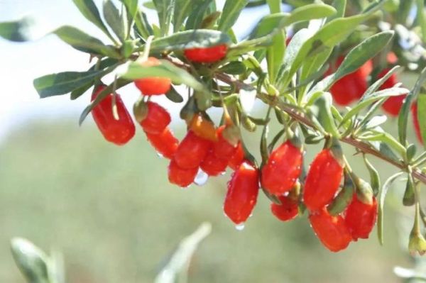 枸杞发展前景怎么样_枸杞种植赚钱吗