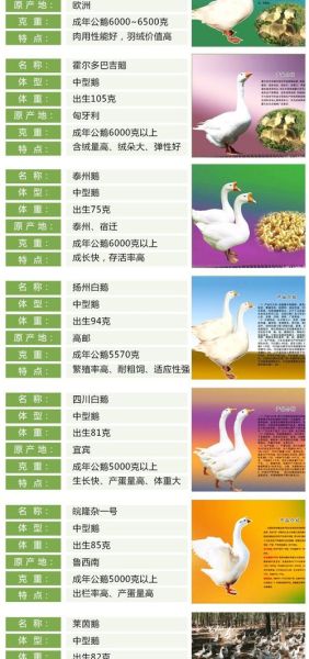 鹅苗价格多少钱一只_养鹅利润怎么样