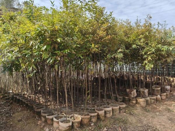 绿化苗木前景怎么样_2024苗木行业赚钱吗