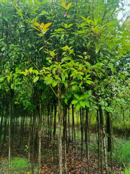 绿化苗木前景怎么样_2024苗木行业赚钱吗