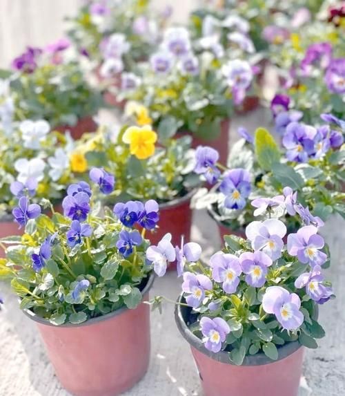 什么花适合新手养_室内耐阴花卉推荐