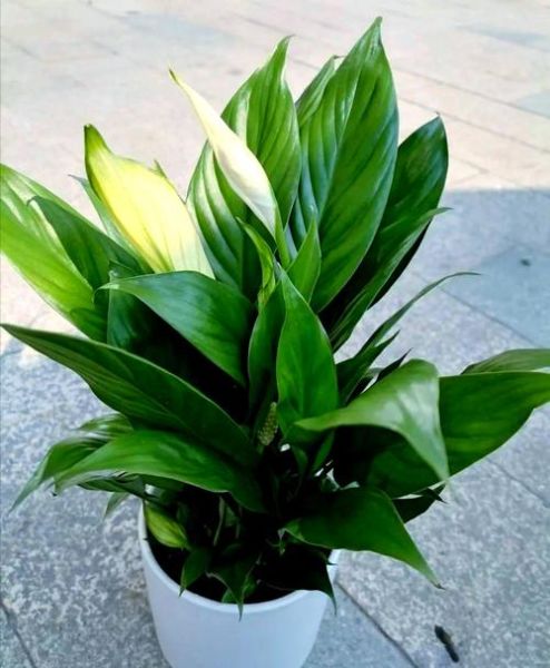 什么花适合新手养_室内耐阴花卉推荐