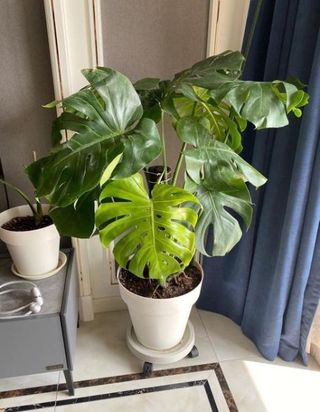 什么花适合新手养_室内耐阴花卉推荐