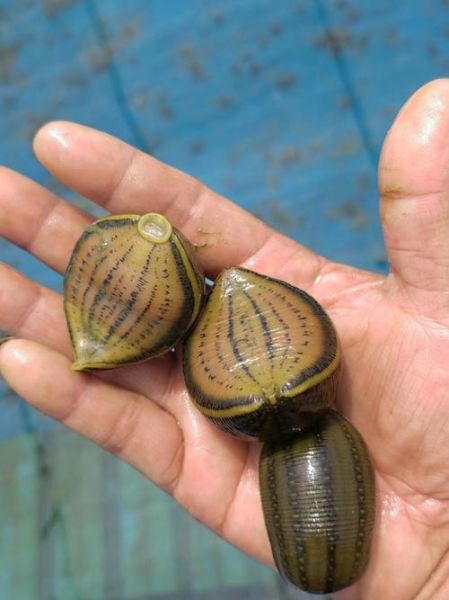 水蛭养殖前景怎么样_水蛭养殖赚钱吗