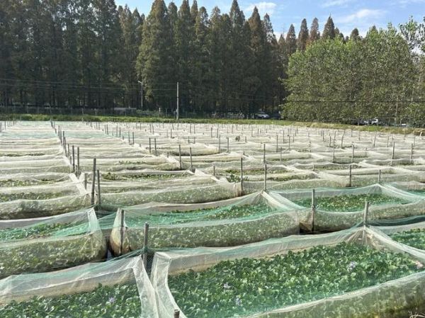 水蛭养殖前景怎么样_水蛭养殖赚钱吗