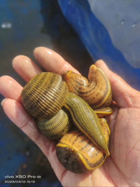 水蛭养殖前景怎么样_水蛭养殖赚钱吗