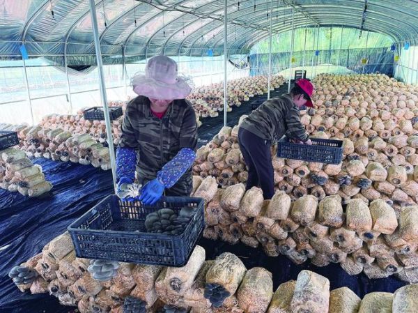 食用菌种植前景怎么样_食用菌行业赚钱吗